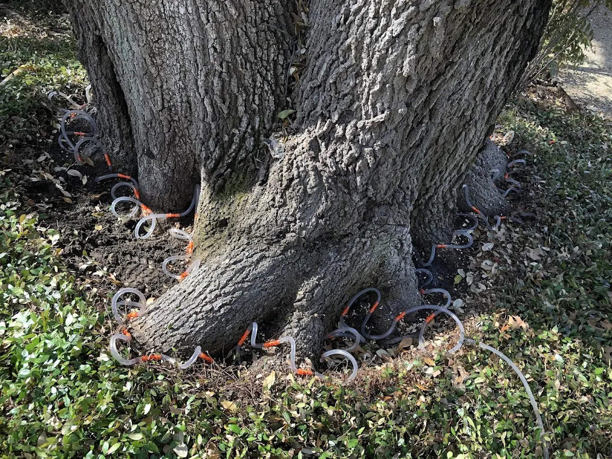 Detailed Tree Cabling and Bracing job site in Bronston