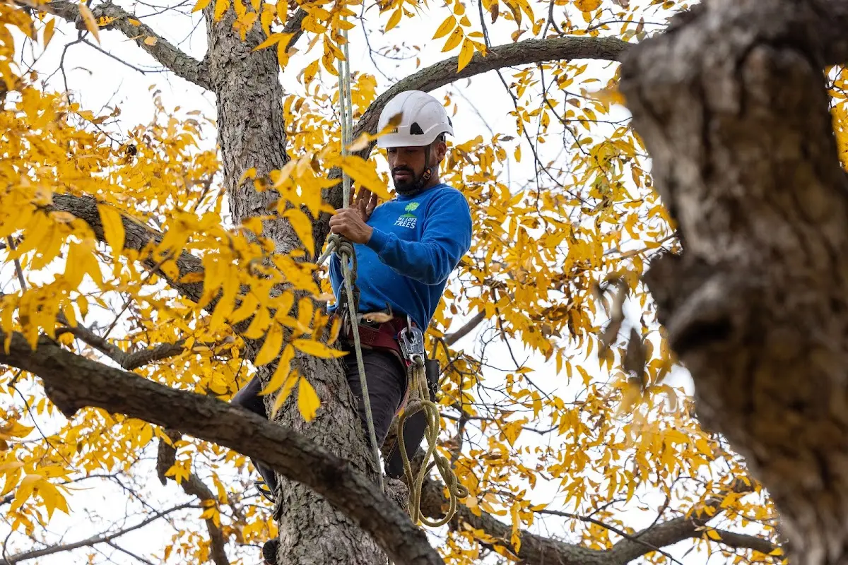 Skilled Tree Planing crew working in Bronston
