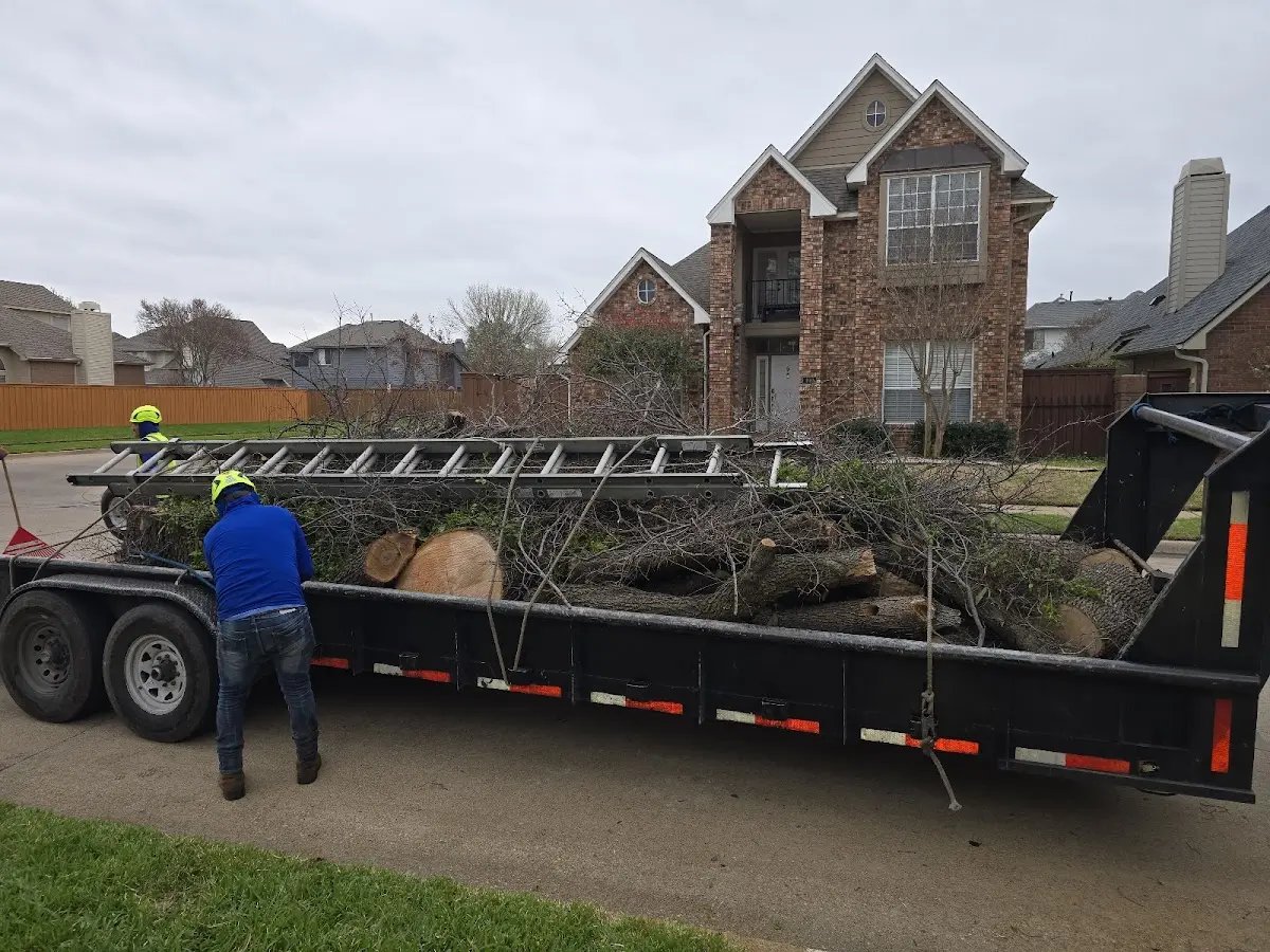 Expert Tree Pest Control with proper safety equipment in Bronston